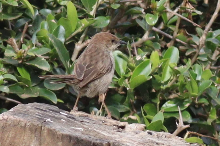 亨氏扇尾莺(Cisticola hunteri)
