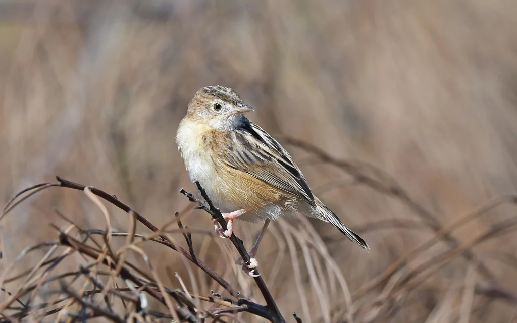 棕扇尾莺(Cisticola juncidis)
