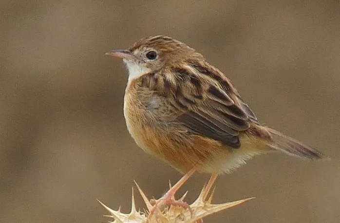 棕扇尾莺(Cisticola juncidis)