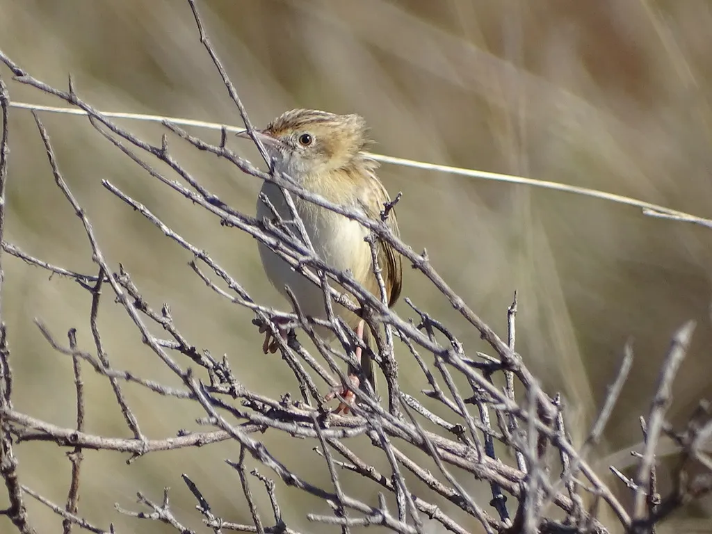 棕扇尾莺(Cisticola juncidis)