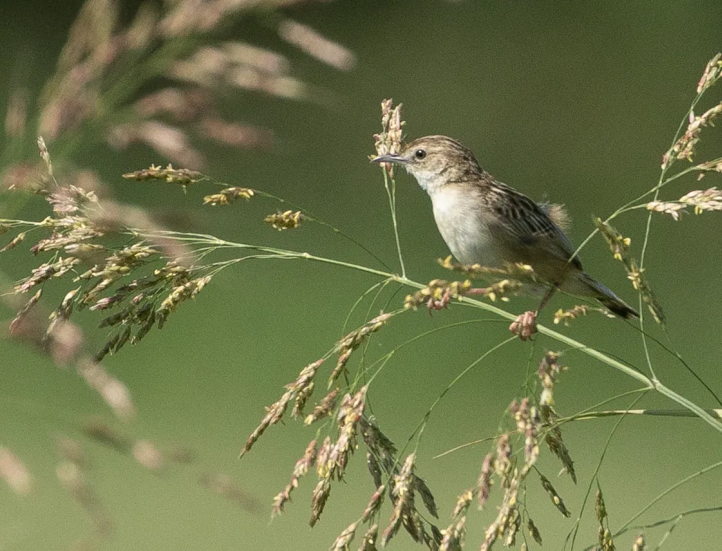 棕扇尾莺(Cisticola juncidis)