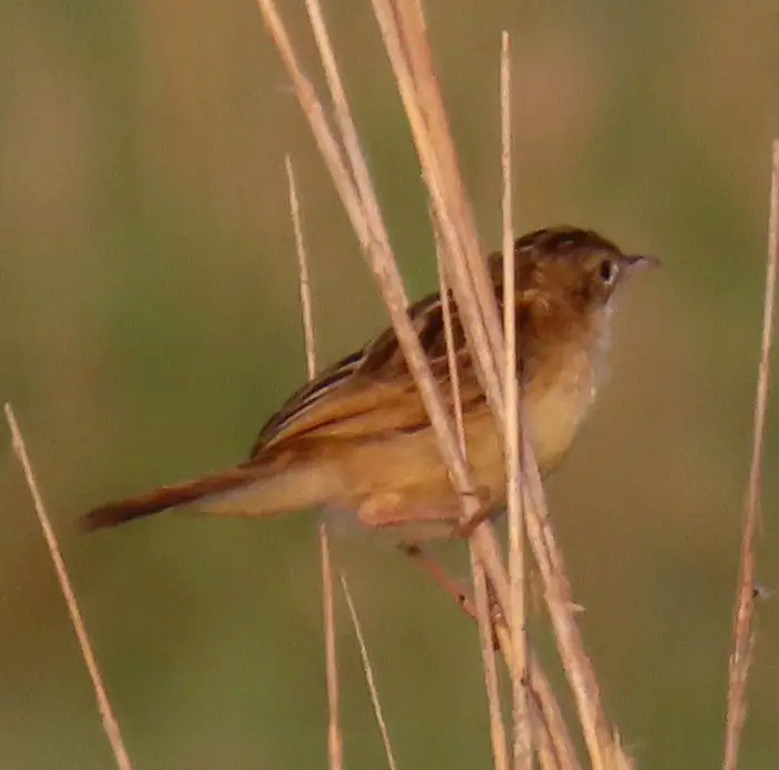 棕扇尾莺(Cisticola juncidis)
