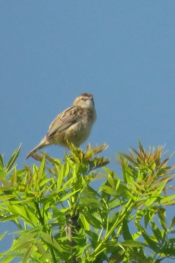 棕扇尾莺(Cisticola juncidis)
