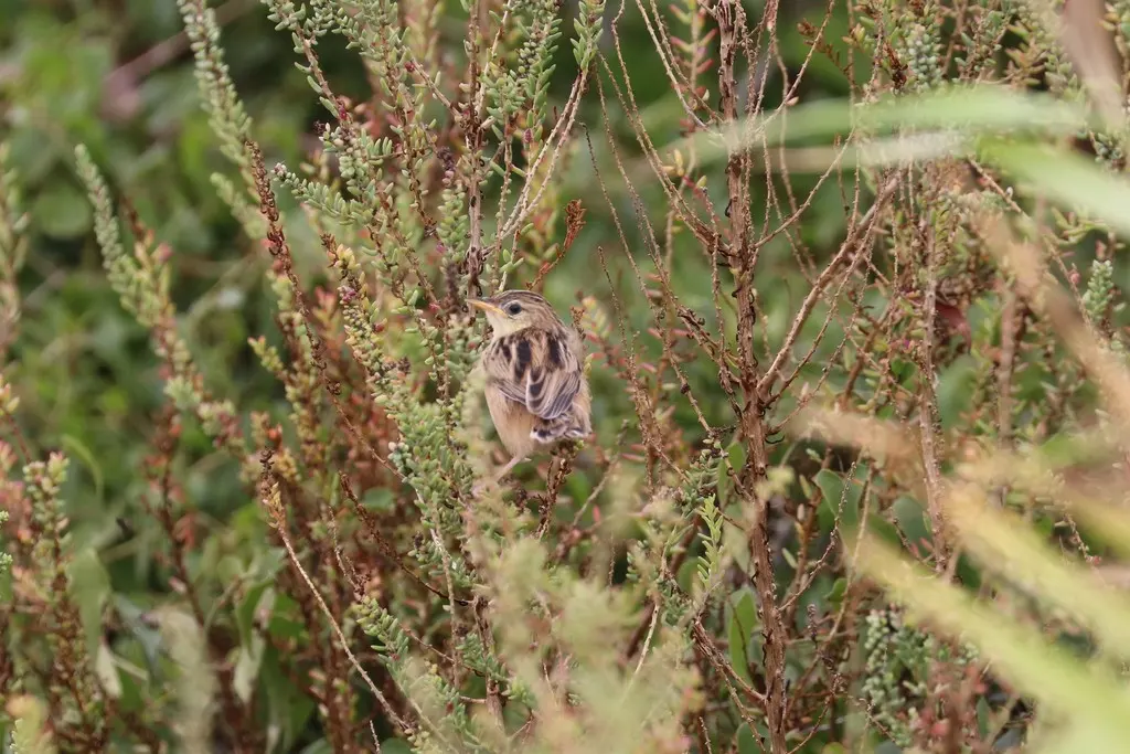 棕扇尾莺（Cisticola juncidis）