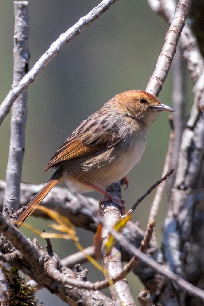 啸声扇尾莺(Cisticola lais)