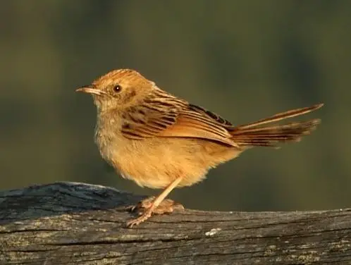 啸声扇尾莺(Cisticola lais)