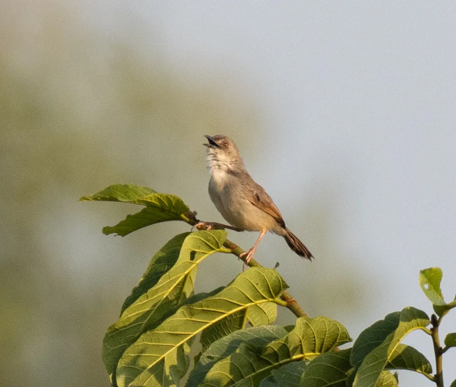哨声扇尾莺(Cisticola lateralis)