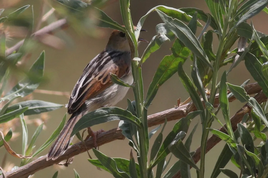 赞比亚扇尾莺(Cisticola luapula)