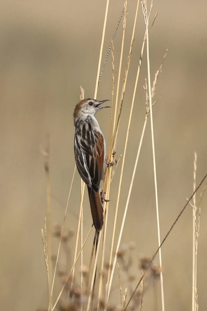 赞比亚扇尾莺(Cisticola luapula)