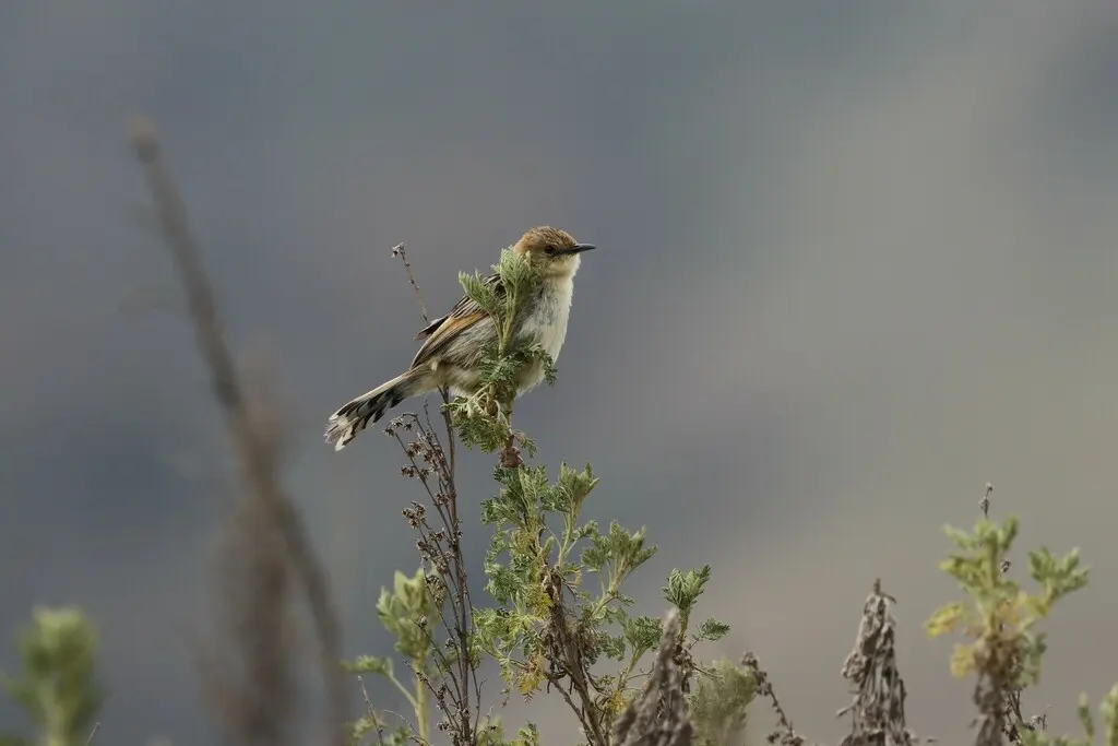 埃塞扇尾莺(Cisticola lugubris)