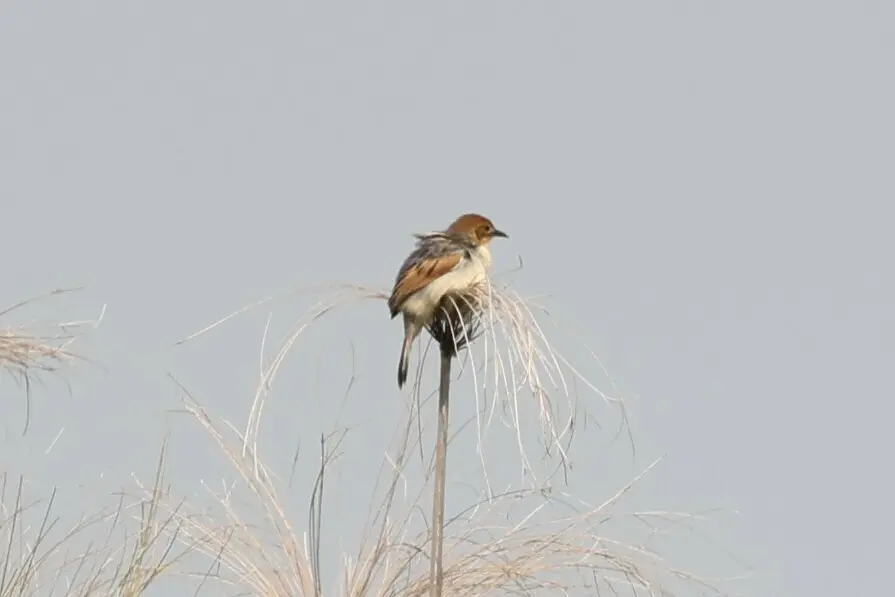 号声扇尾莺(Cisticola marginatus)