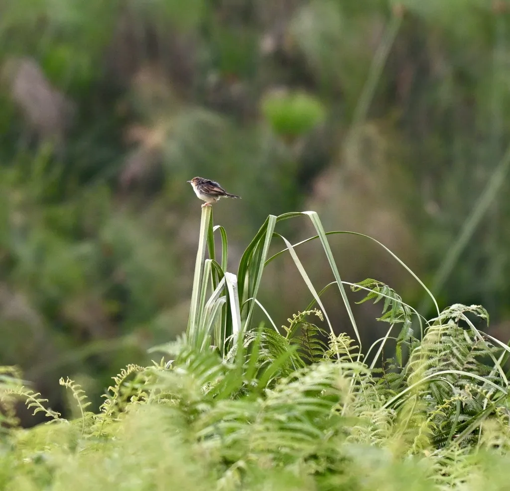 号声扇尾莺(Cisticola marginatus)