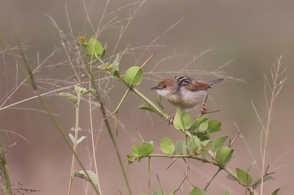 号声扇尾莺(Cisticola marginatus)