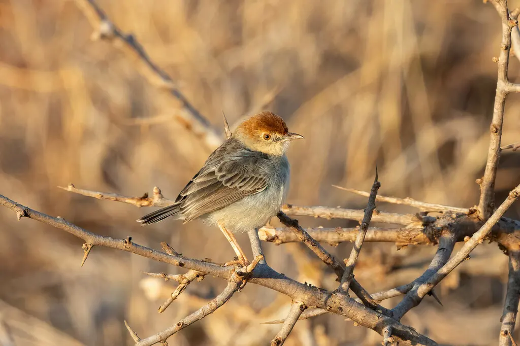 小扇尾莺(Cisticola nana)