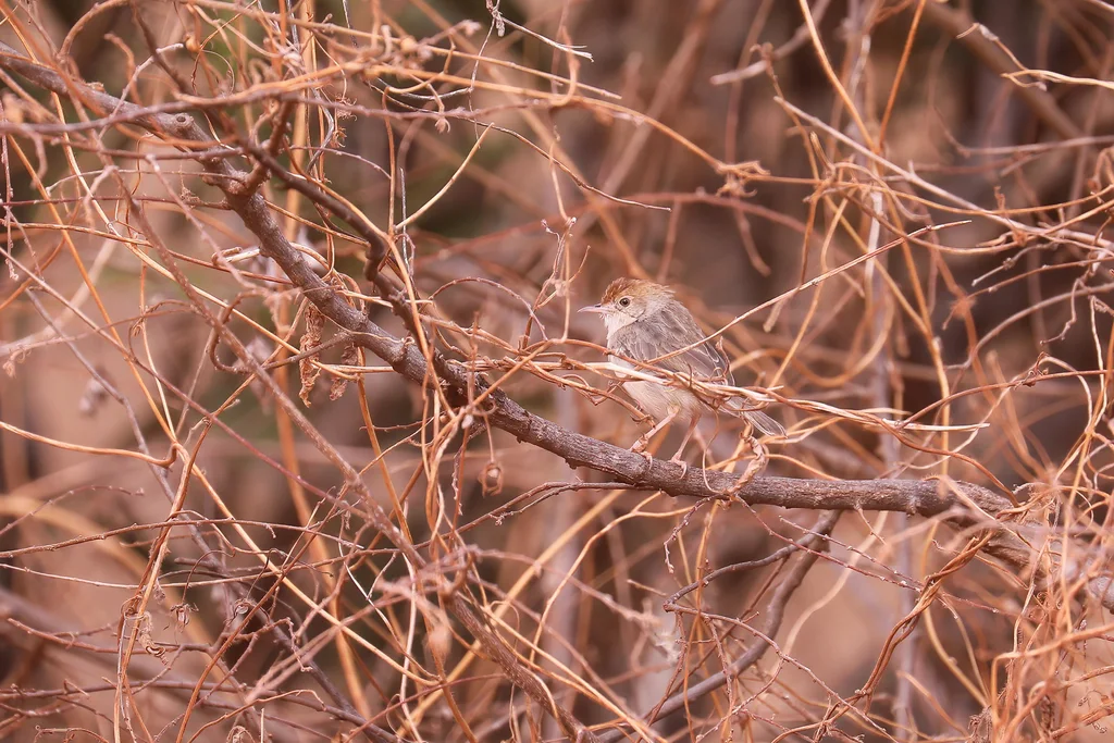 小扇尾莺(Cisticola nana)