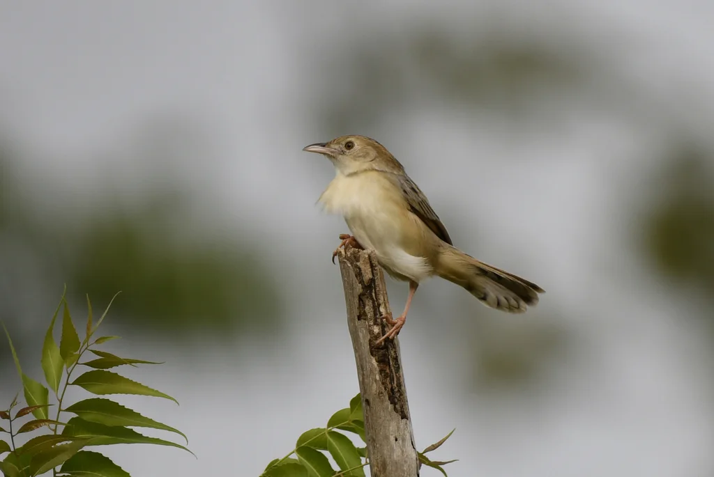 蛙声扇尾莺(Cisticola natalensis)