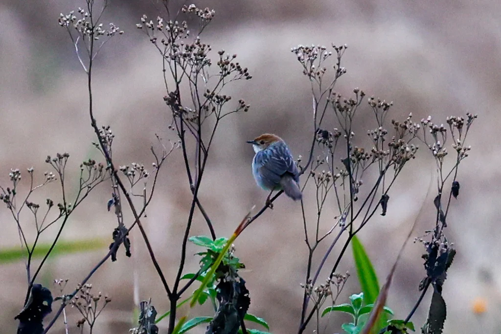 颤鸣扇尾莺(Cisticola njombe)