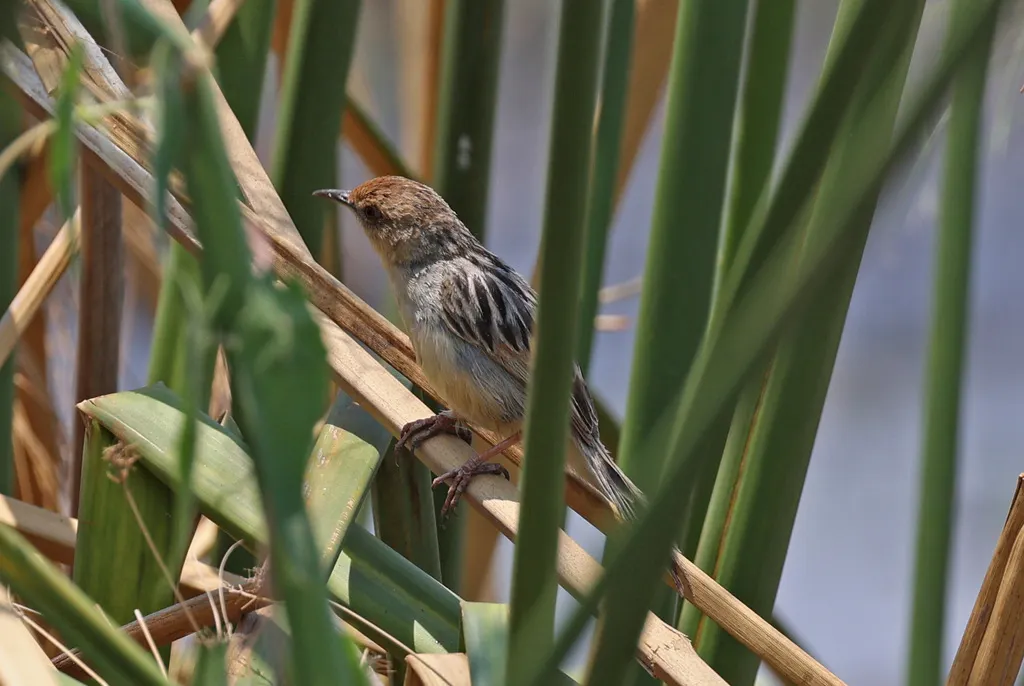 唧鸣扇尾莺(Cisticola pipiens)