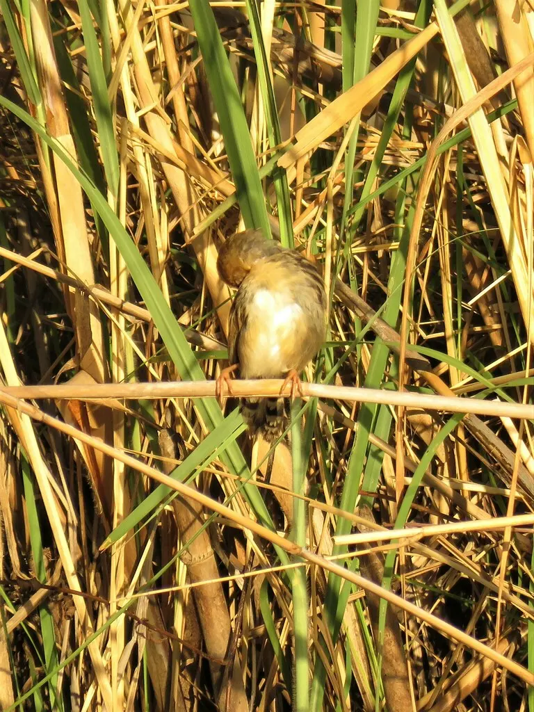 唧鸣扇尾莺(Cisticola pipiens)