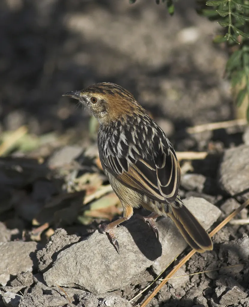 强健扇尾莺(Cisticola robustus)