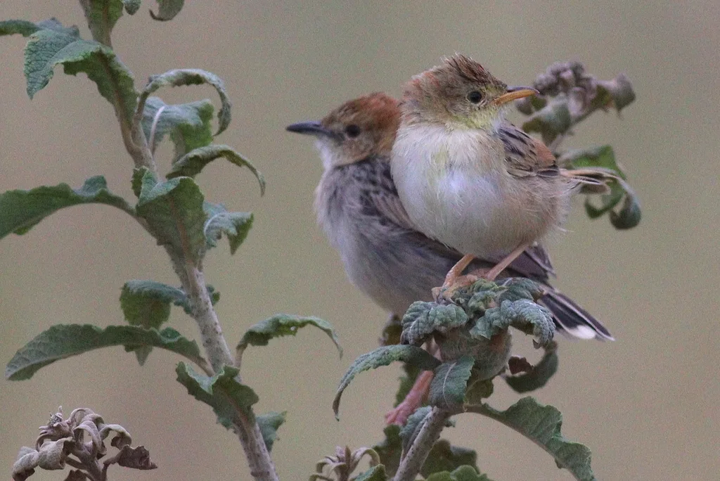 强健扇尾莺(Cisticola robustus)