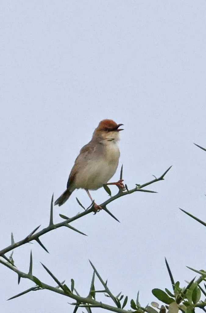红头扇尾莺(Cisticola ruficeps)