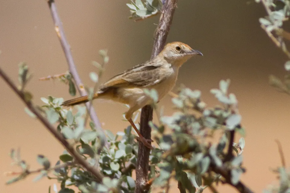 红头扇尾莺(Cisticola ruficeps)