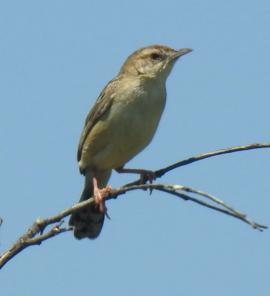 灰扇尾莺(Cisticola rufilatus)