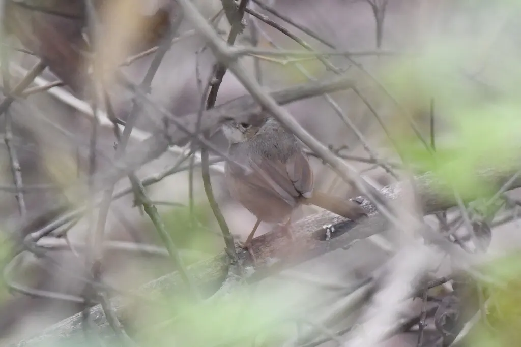 褐扇尾莺(Cisticola rufus)