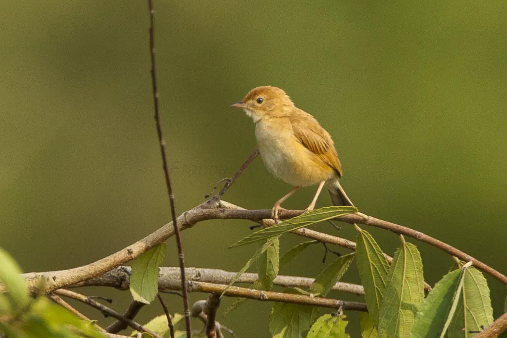 狐色扇尾莺(Cisticola troglodytes)