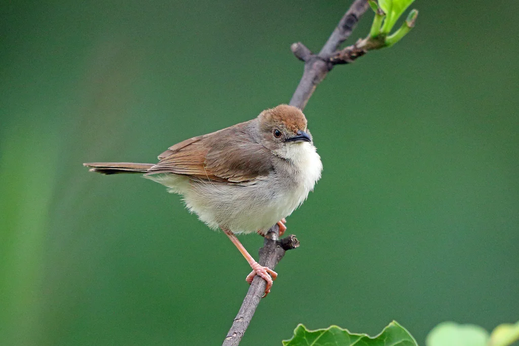 颤声扇尾莺(Cisticola woosnami)