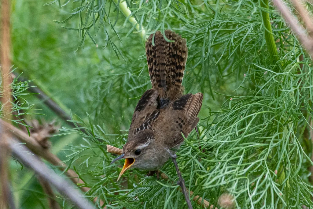 长嘴沼泽鹪鹩(Cistothorus palustris)