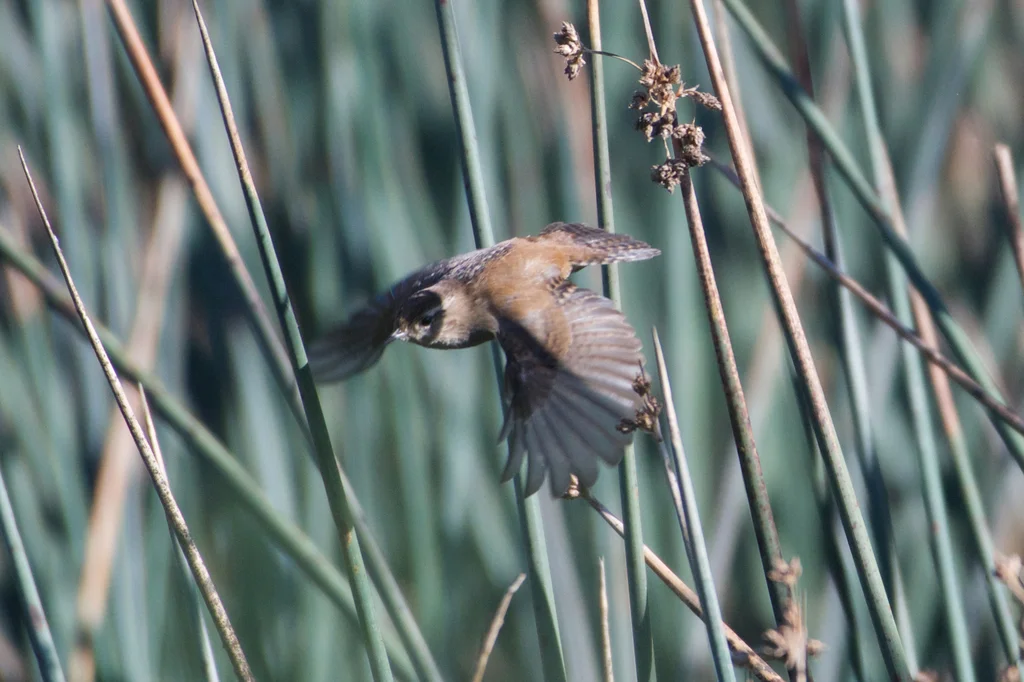 长嘴沼泽鹪鹩(Cistothorus palustris)