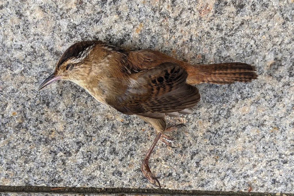 长嘴沼泽鹪鹩(Cistothorus palustris)