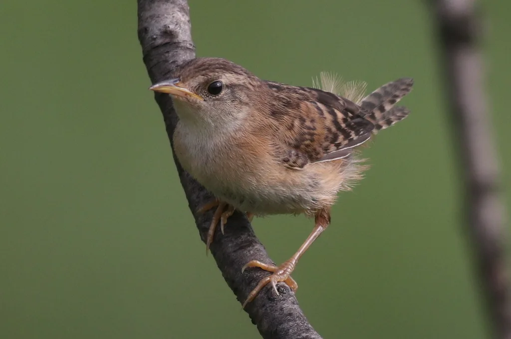 北美沼泽鹪鹩(Cistothorus stellaris)