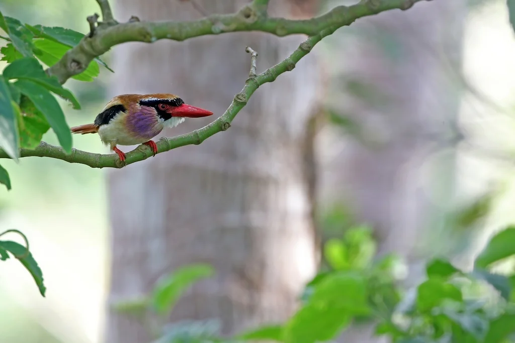 桑岛蓝耳翠鸟（Cittura sanghirensis）