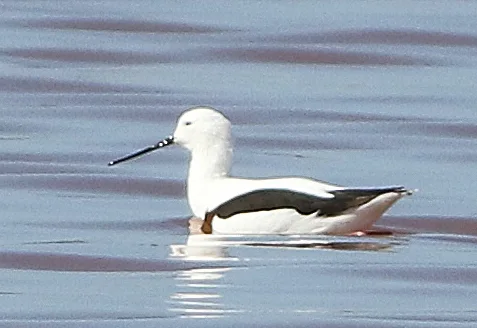 斑长脚鹬(Cladorhynchus leucocephalus)