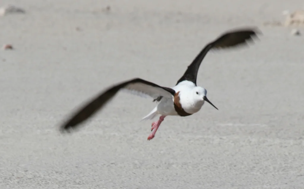 斑长脚鹬(Cladorhynchus leucocephalus)