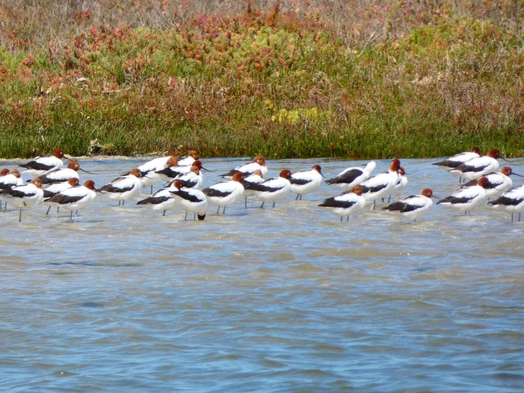 斑长脚鹬(Cladorhynchus leucocephalus)