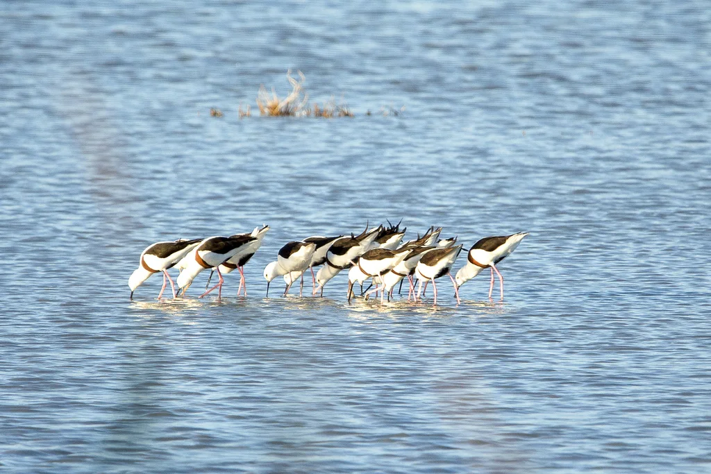 斑长脚鹬(Cladorhynchus leucocephalus)