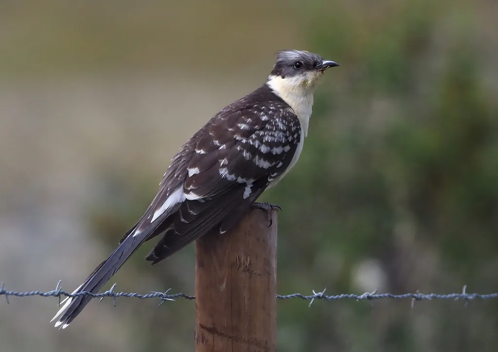大斑凤头鹃(Clamator glandarius)