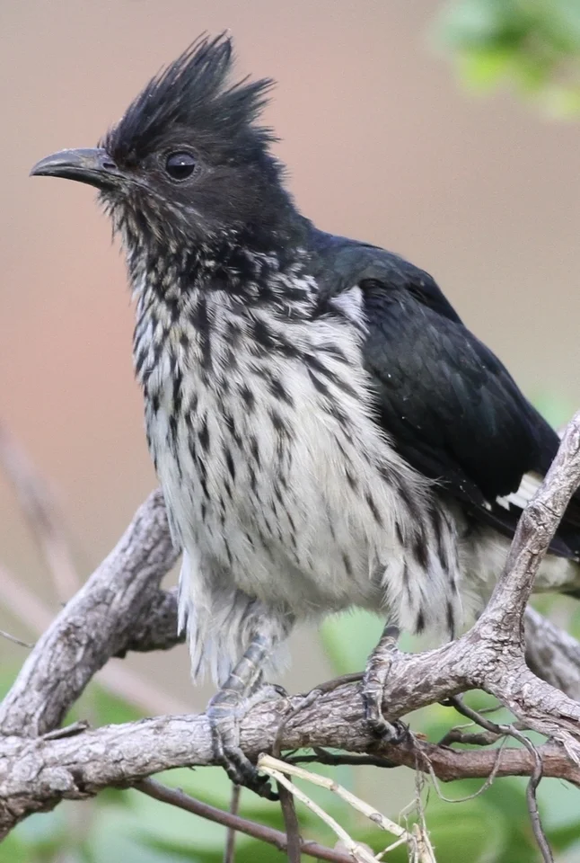 莱氏凤头鹃(Clamator levaillantii)