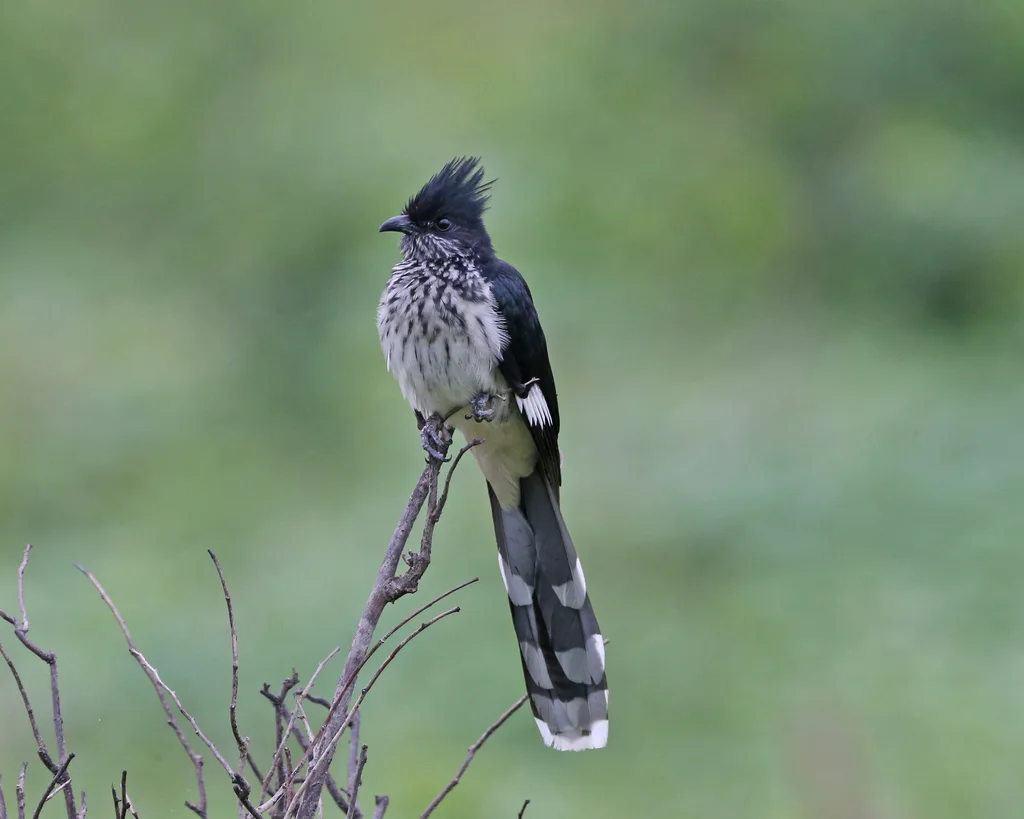 莱氏凤头鹃(Clamator levaillantii)