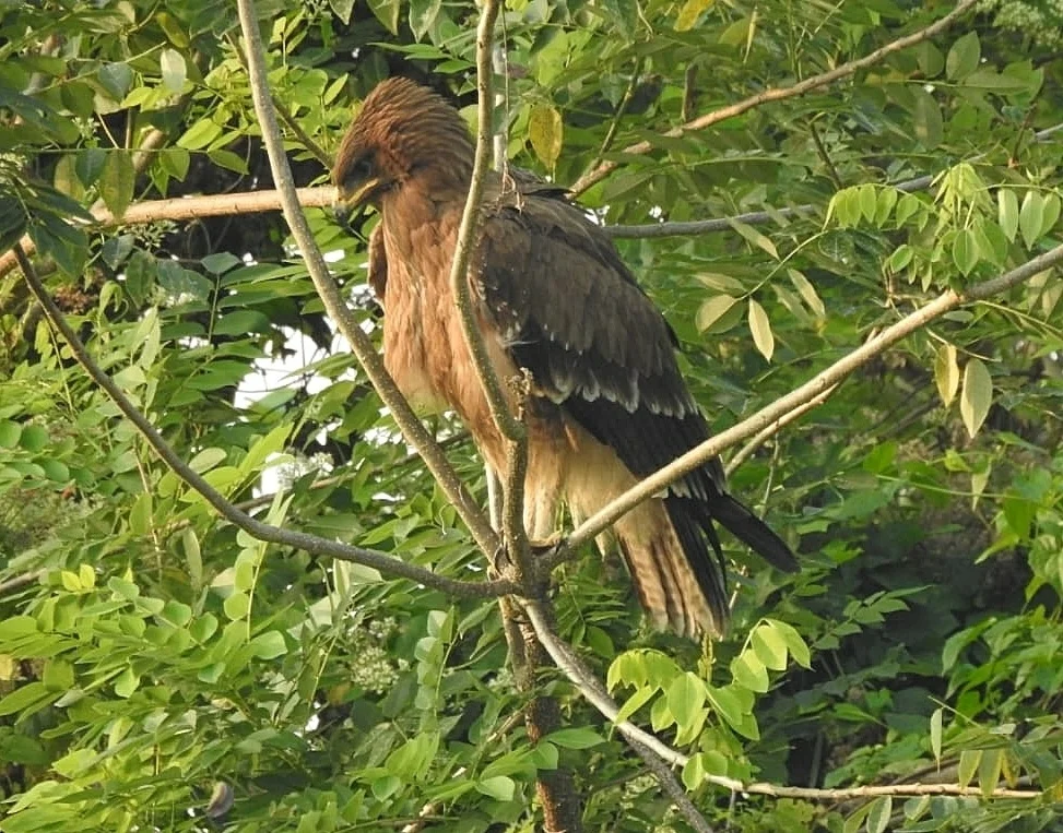 印度乌雕(Clanga hastata)