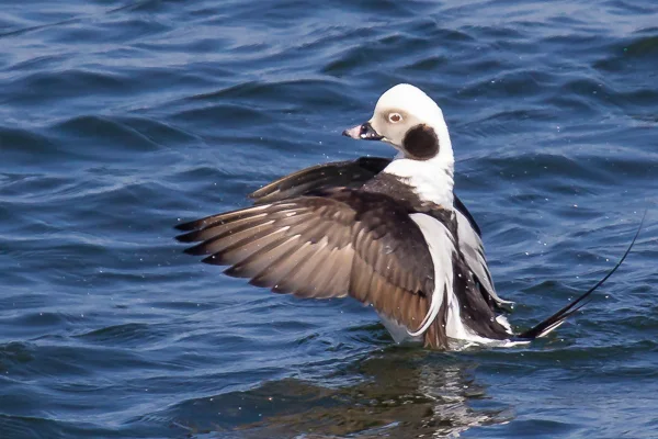 长尾鸭(Clangula hyemalis)