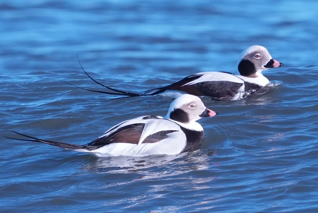 长尾鸭(Clangula hyemalis)