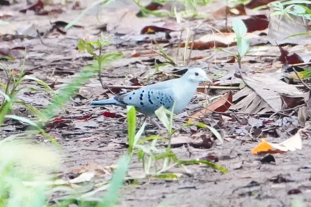 蓝地鸠(Claravis pretiosa)