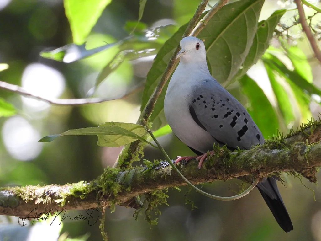 蓝地鸠(Claravis pretiosa)
