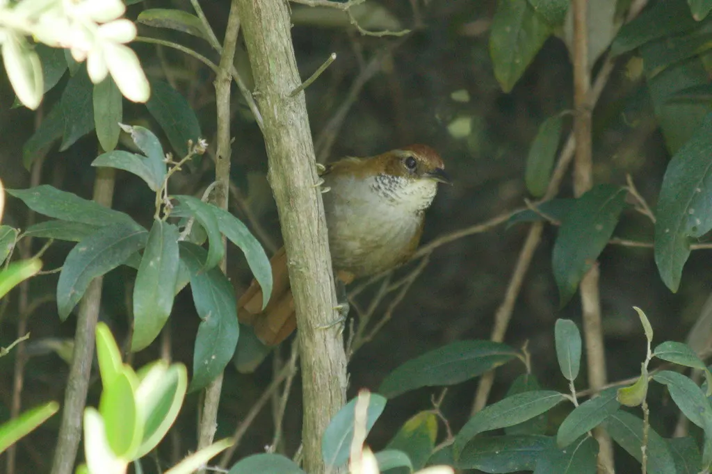 地棘雀(Clibanornis dendrocolaptoides)