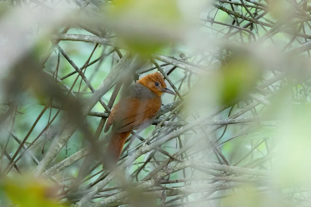 红冠拾叶雀(Clibanornis erythrocephalus)